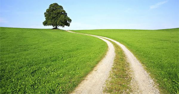 Find the Path You Were Born For Featured Image